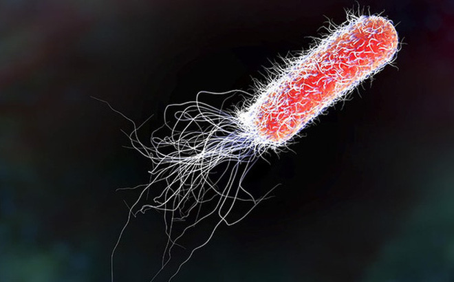 Ảnh 1 của Nhiễm trùng Escherichia coli